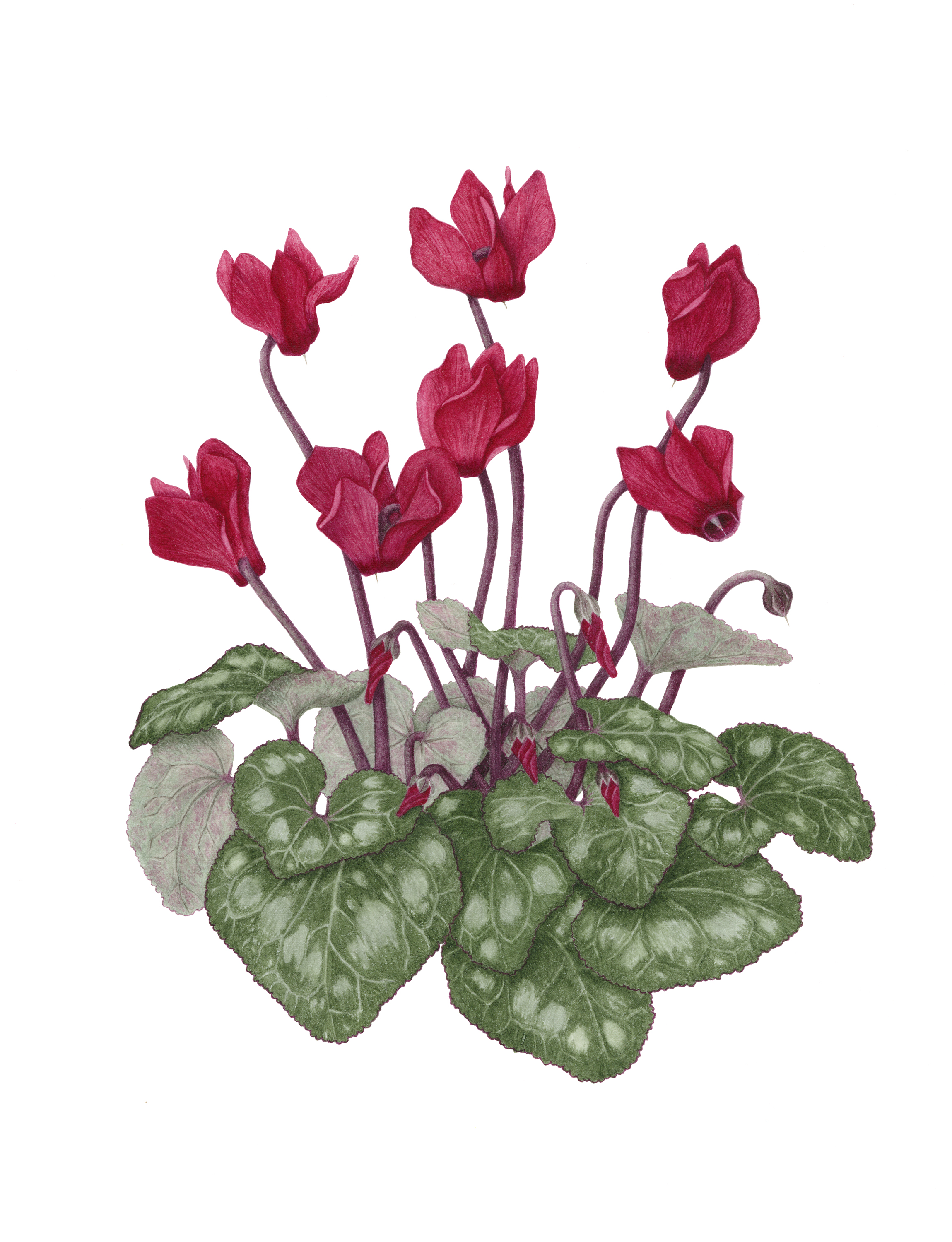 2299x3000 botanical illustrators straddle line between art, science