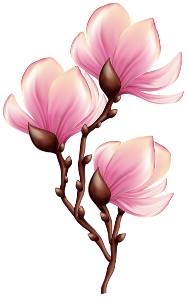 380x600 Collection Of Free Branch Drawing Magnolia Flower Download On Ui Ex