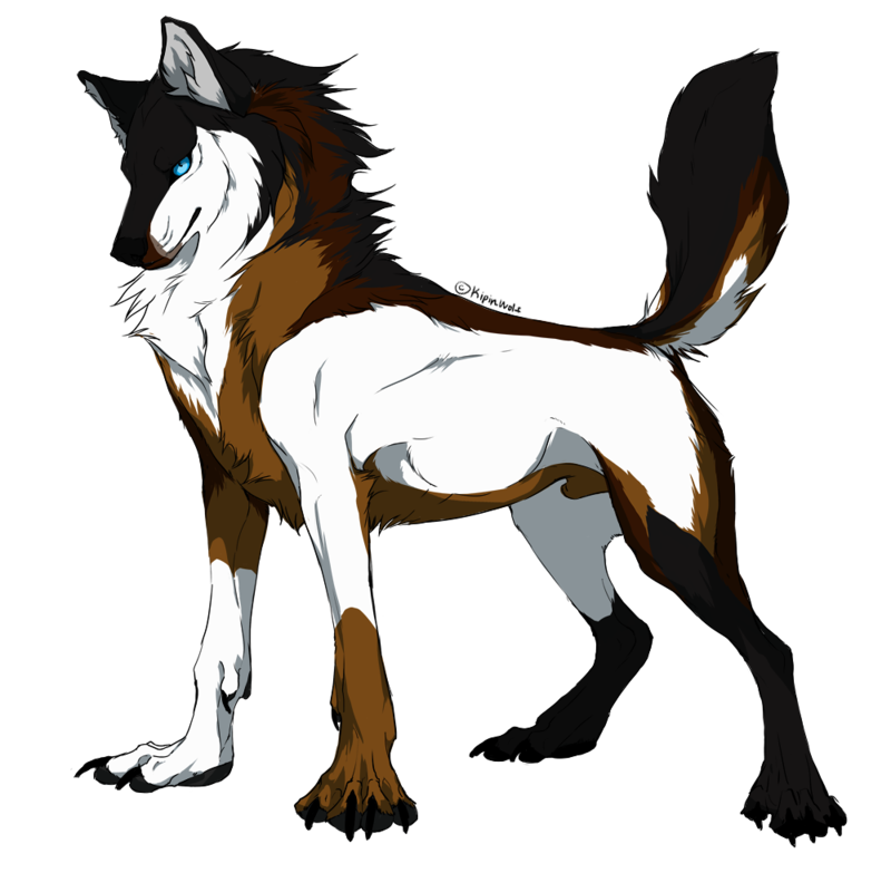 800x783 bark, male wolf, follower of cyclone strong and cunning power