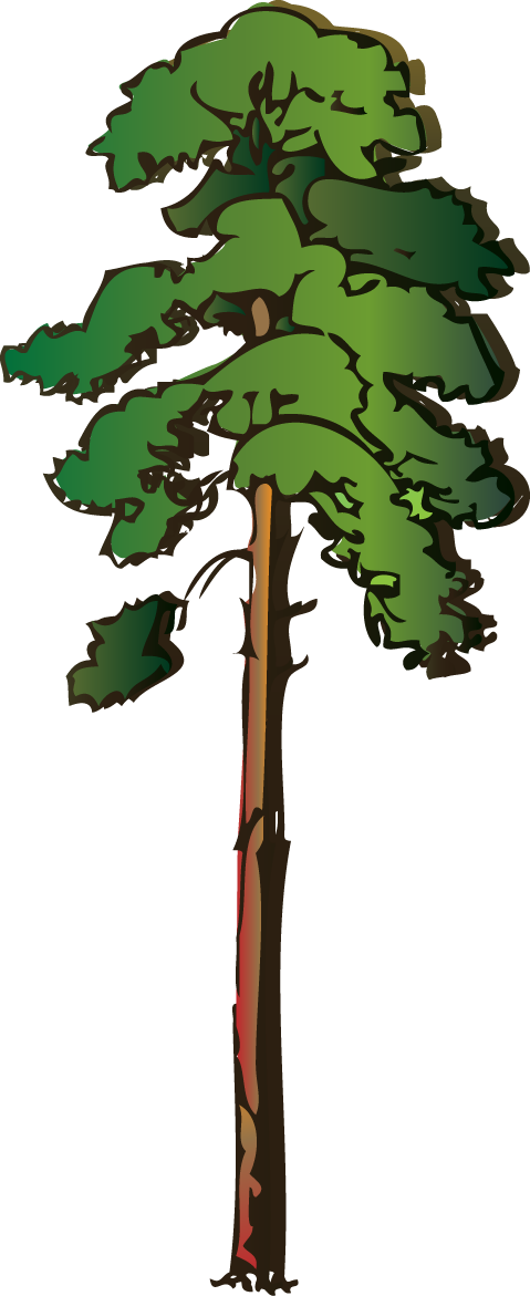 Cypress Tree Drawing