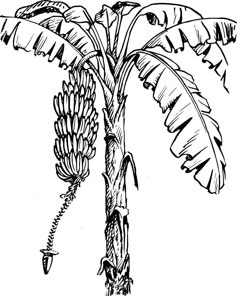 800x1000 Collection Of Free Drawing Tree Pencil Download On Ui Ex