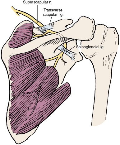 386x465 Suprascapular Notch