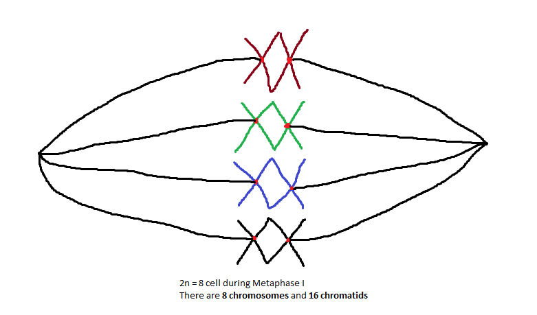 781x459 chromosome and chromatid numbers during mitosis and meiosis dat