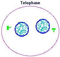 200x190 collection of free mitosis drawing telophase download on ui ex