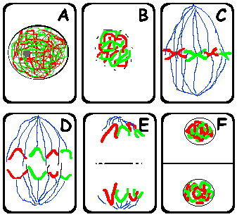 337x308 function and stages of mitosis