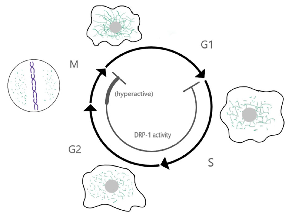 949x709 genomic heterogeneity meets cellular energetics crosstalk between