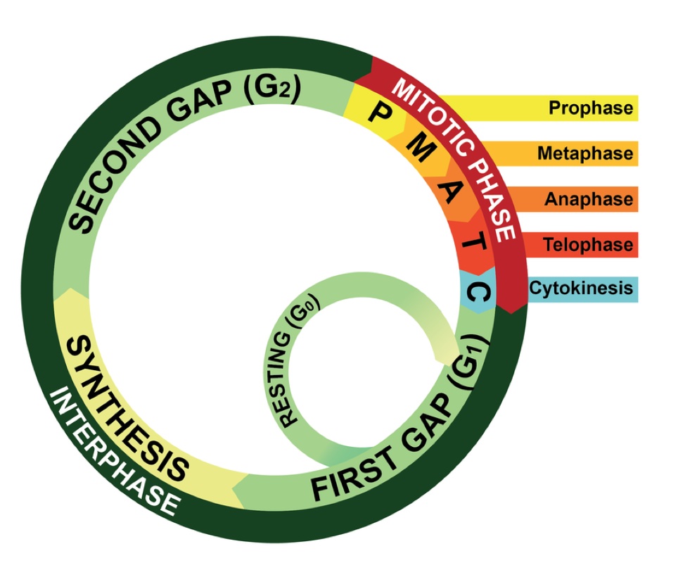 Cell Cycle phases.