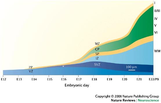 555x356 patterns of neural stem and progenitor cell division may underlie