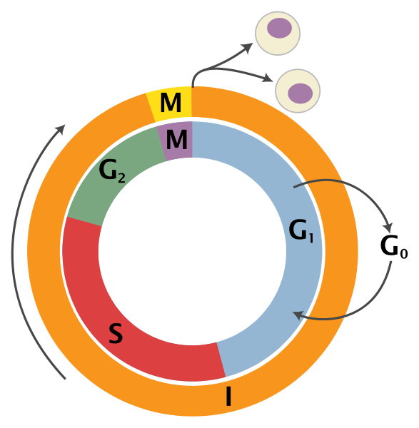 587x600 the stages of mitosis science trends