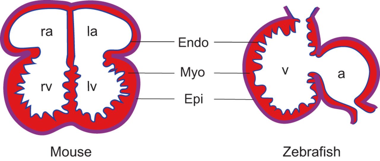 1280x543 the ontogeny, activation and function of the epicardium during