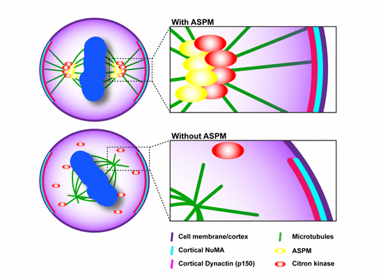 550x400 aspm and citk regulate spindle orientation