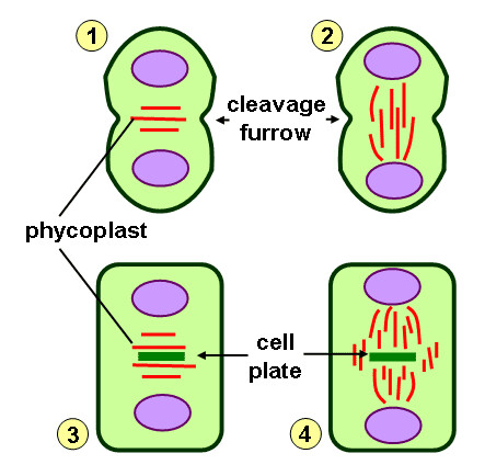 443x434 algae cytokinesis diagram schematic representation