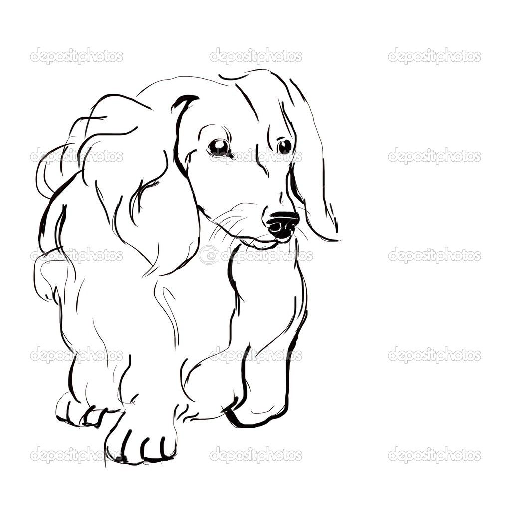 1024x1024 Long Haired Dachshund Drawing And Painting In Long Haired
