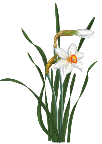 355x500 Collection Of Free Botanical Drawing Daffodil Download On Ui Ex