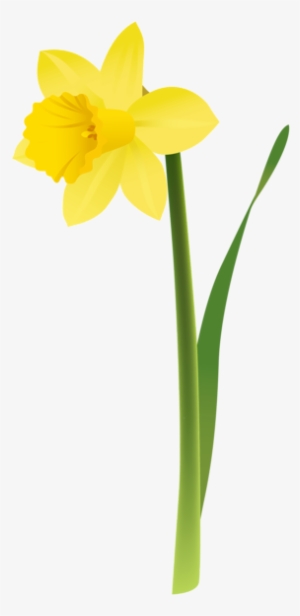 300x616 daffodil png, transparent daffodil png image free download