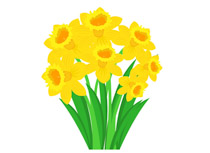 210x153 daffodil clipart botanical illustration, daffodil botanical