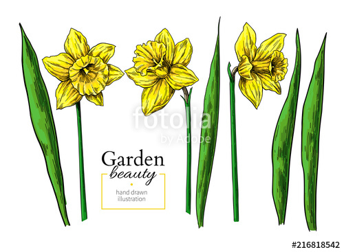 500x367 Daffodil Flower And Leaves Drawing Vector Hand Drawn Floral