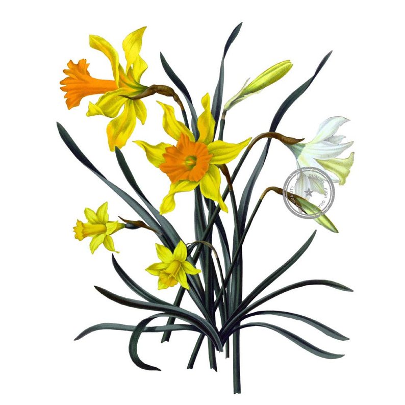 794x794 Daffodils Vintage Clip Art Floral Clipart Flower Digital Etsy
