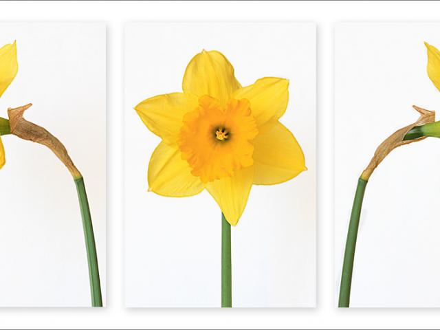 640x480 Drawn Daffodil