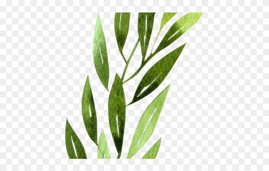 880x561 Drawn Daffodil Rainforest Flower Clipart