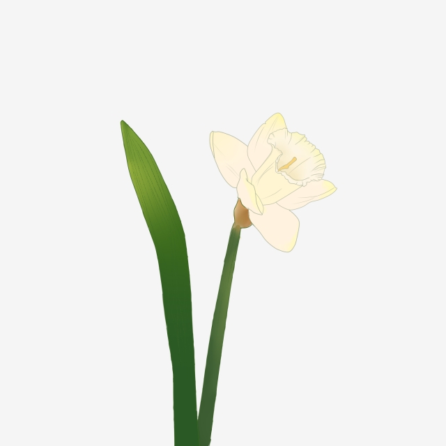 640x640 hand painted flower narcissus flower plant painted,hand drawn