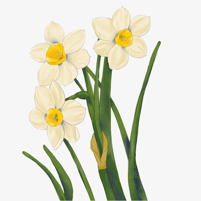 650x651 Hand Painted Original Flower Daffodil Image