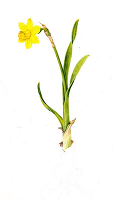 228x400 O, Sweet Nature Daffodil In Dry Brush