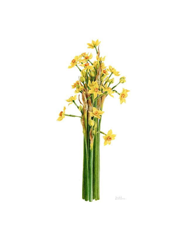648x850 daffodils botanical art, botanical