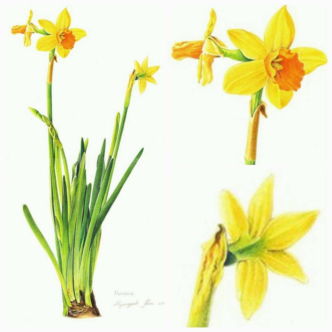 1080x1080 Daffodil Watercolor