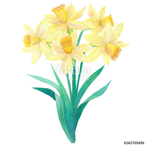 Daffodil Botanical Drawing Free download on ClipArtMag