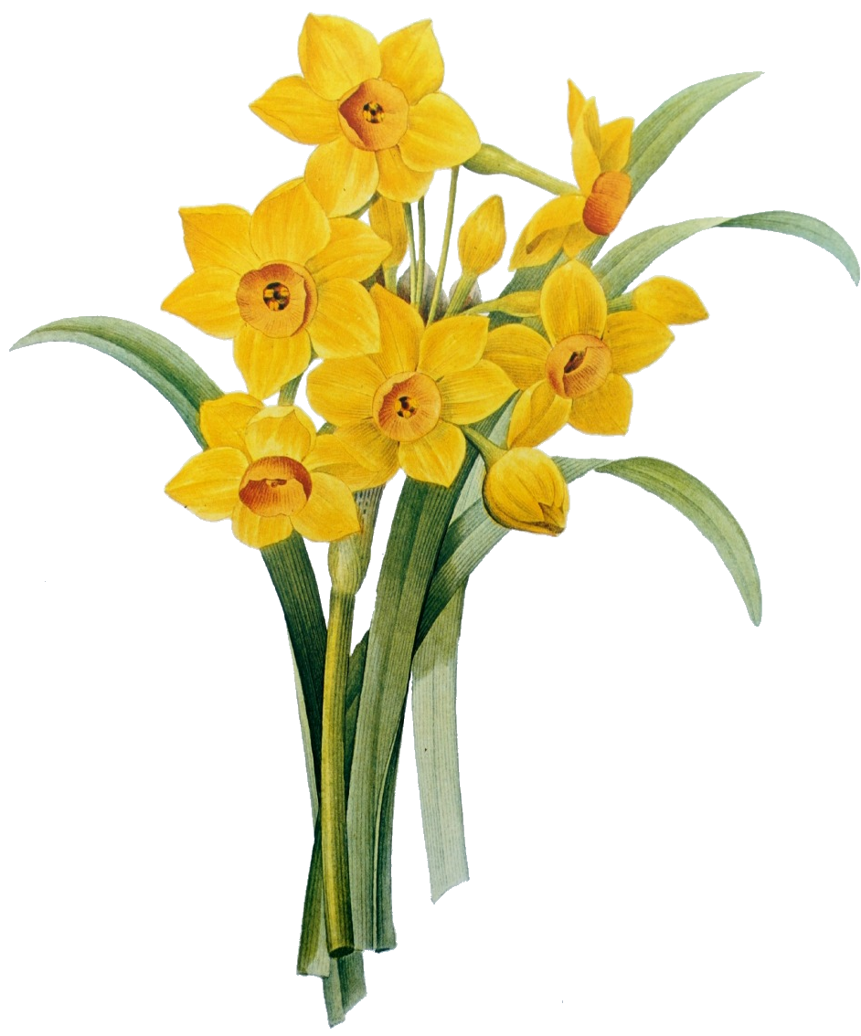 942x1134 Vintage Floral Images Co Manneskjur V Vintage Botanical