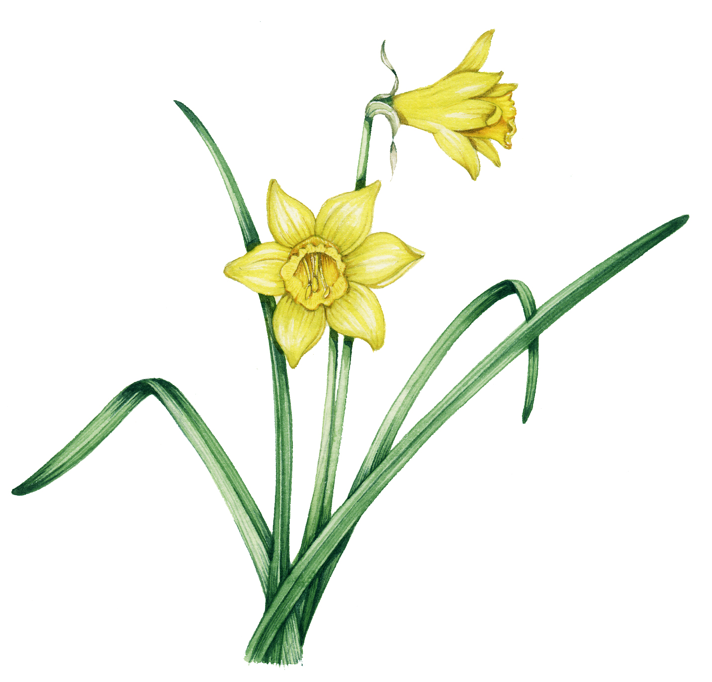 1432x1373 wild daffodil narcissus pseudonarcissus