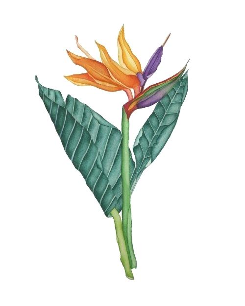 500x625 botanical illustration print botanical illustration daffodil print