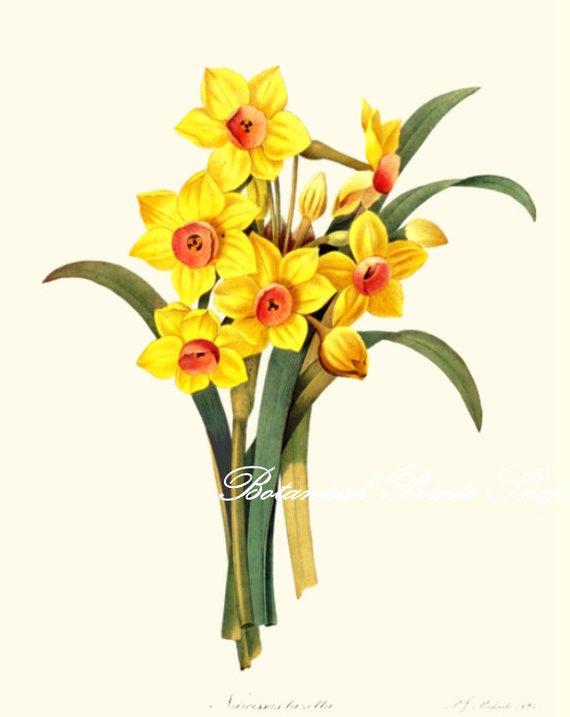 570x717 botanical print daffodils spring flowers narcissus easter