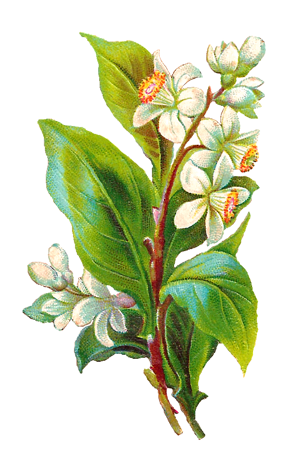 596x949 Bud Drawing Botanical Transparent Png Clipart Free Download