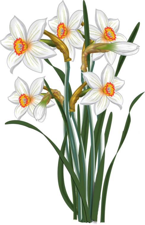489x755 Collection Of Free Wreath Drawing Daffodil Download On Ui Ex