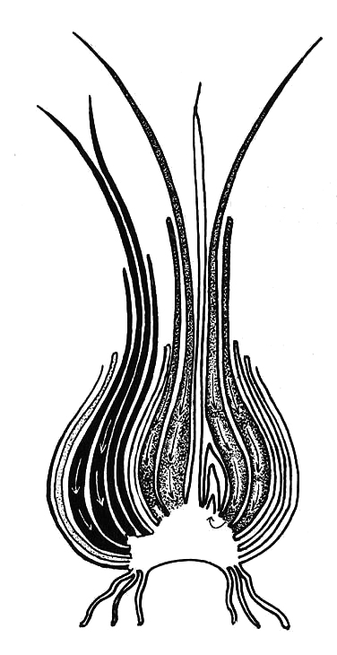376x730 daffodil bulb in in late spring biological drawings