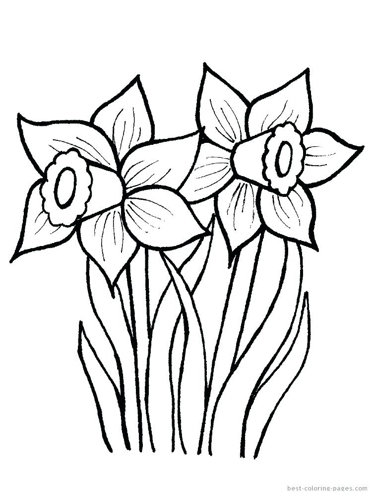 750x1000 Daffodil Coloring