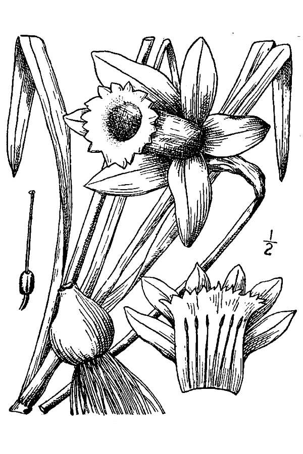 600x900 Daffodil Drawing