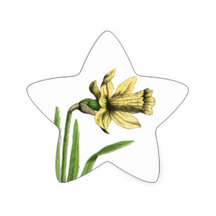 307x307 Daffodil Drawing Stickers Zazzle Au