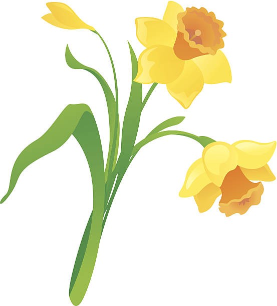 553x612 Daffodil Png Transparent Clipart Free Download Drawing Also