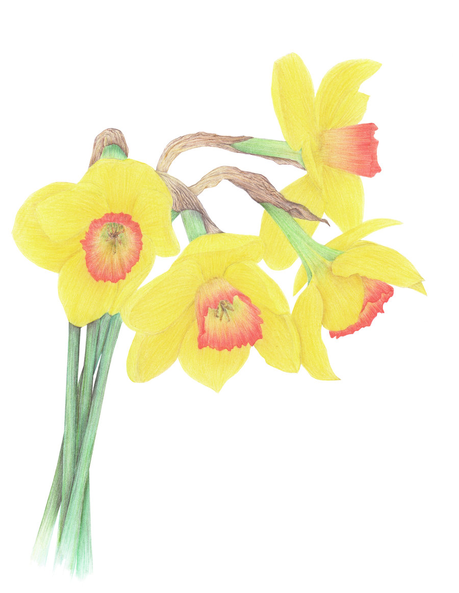 900x1163 Daffodil Drawing Free Cliparts That You Can Download To Clipart