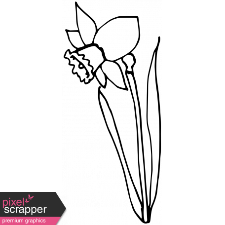 456x456 narcissus drawing daffodil transparent png clipart free download