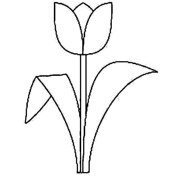 600x630 Simple Tulip Drawing Draw A Daffodil Simple Tulip Flower Drawing