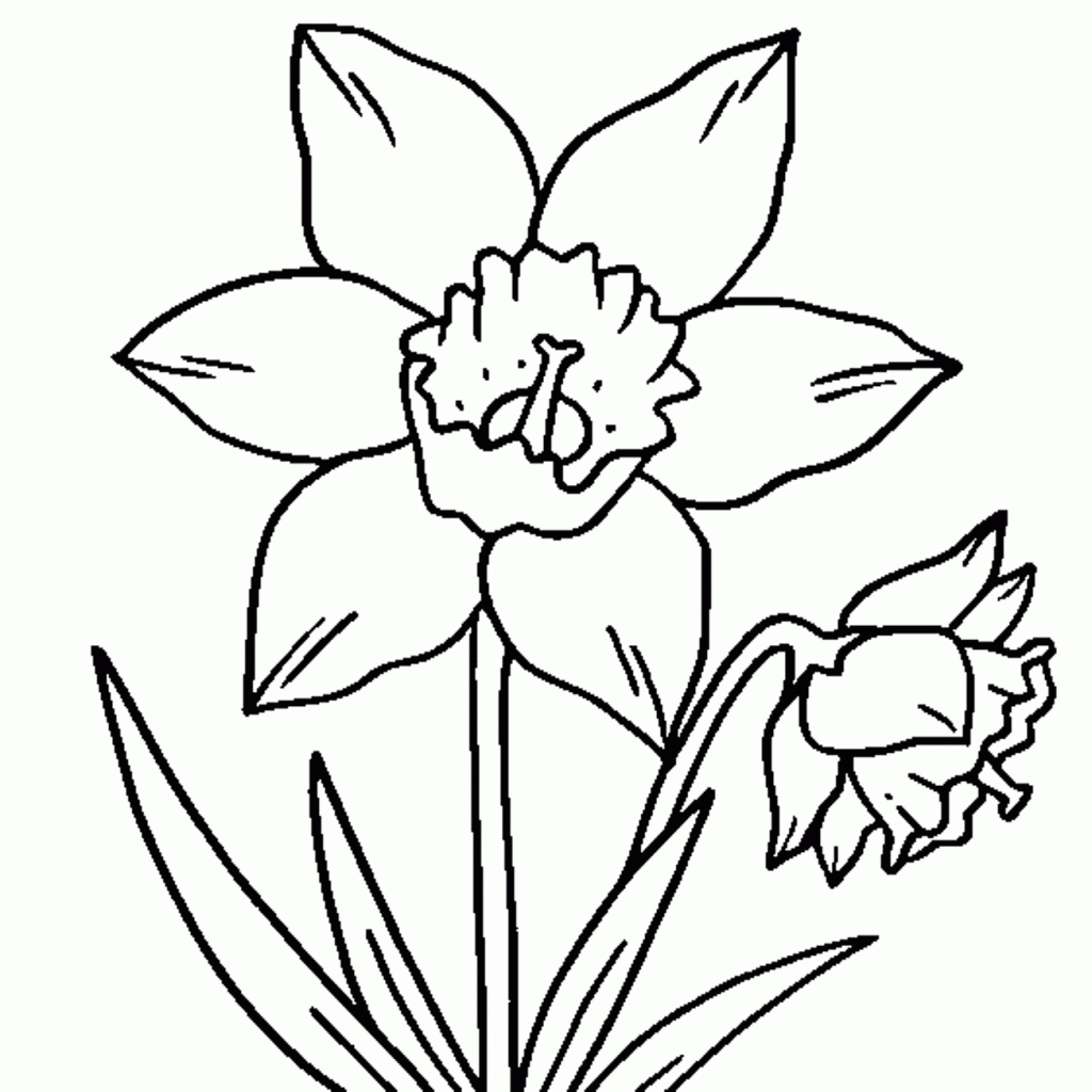 Нарцисс символ Уэльса черно белый