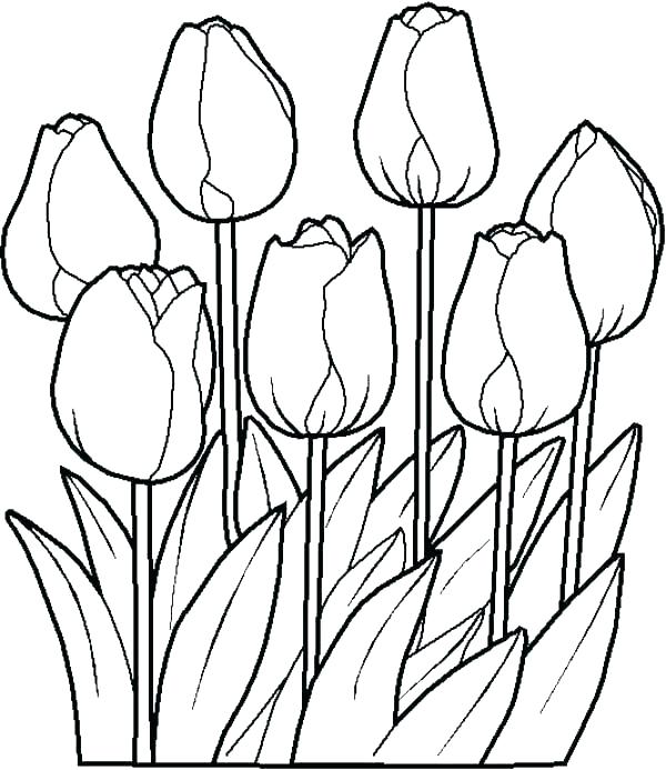 600x693 Daffodil Drawing Tulip For Free Download