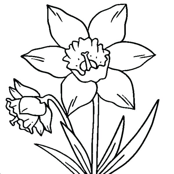 600x600 Daffodil Drawing Coloring