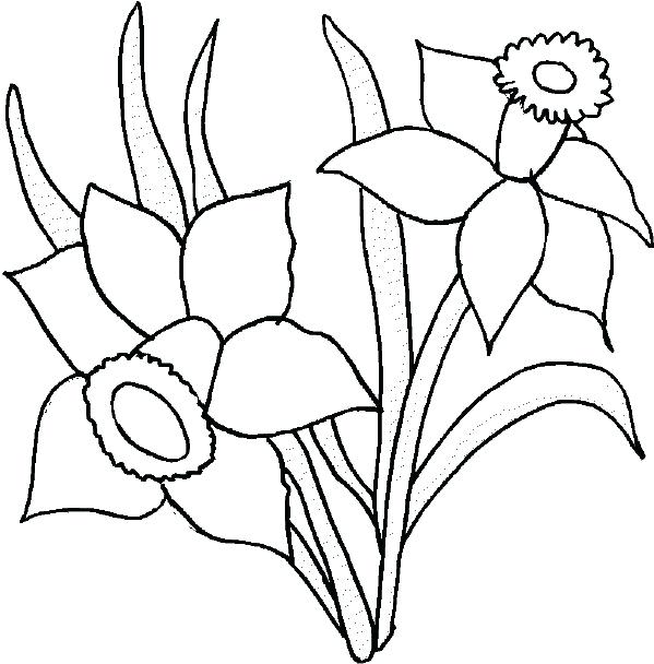 599x608 Collection Of Daffodil Line Drawing Download Them And Try To Solve