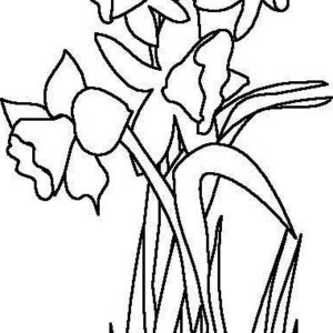300x300 Daffodil Coloring Page How To Draw A Tiger Lily Step