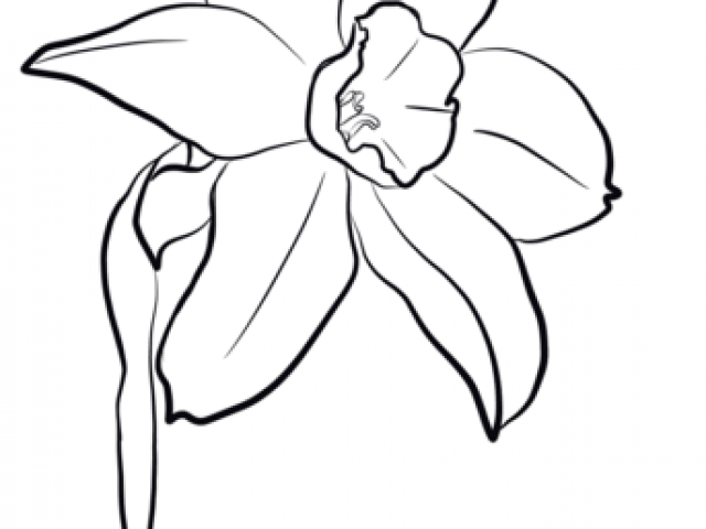 640x480 Daffodil Outline